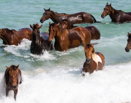 horses-swimming-ocean-NIHI-Indonesia