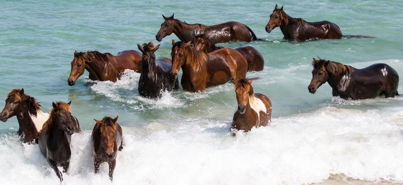 horses-swimming-ocean-NIHI-Indonesia