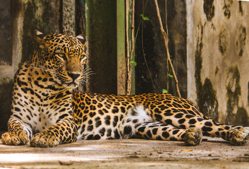 leopard india