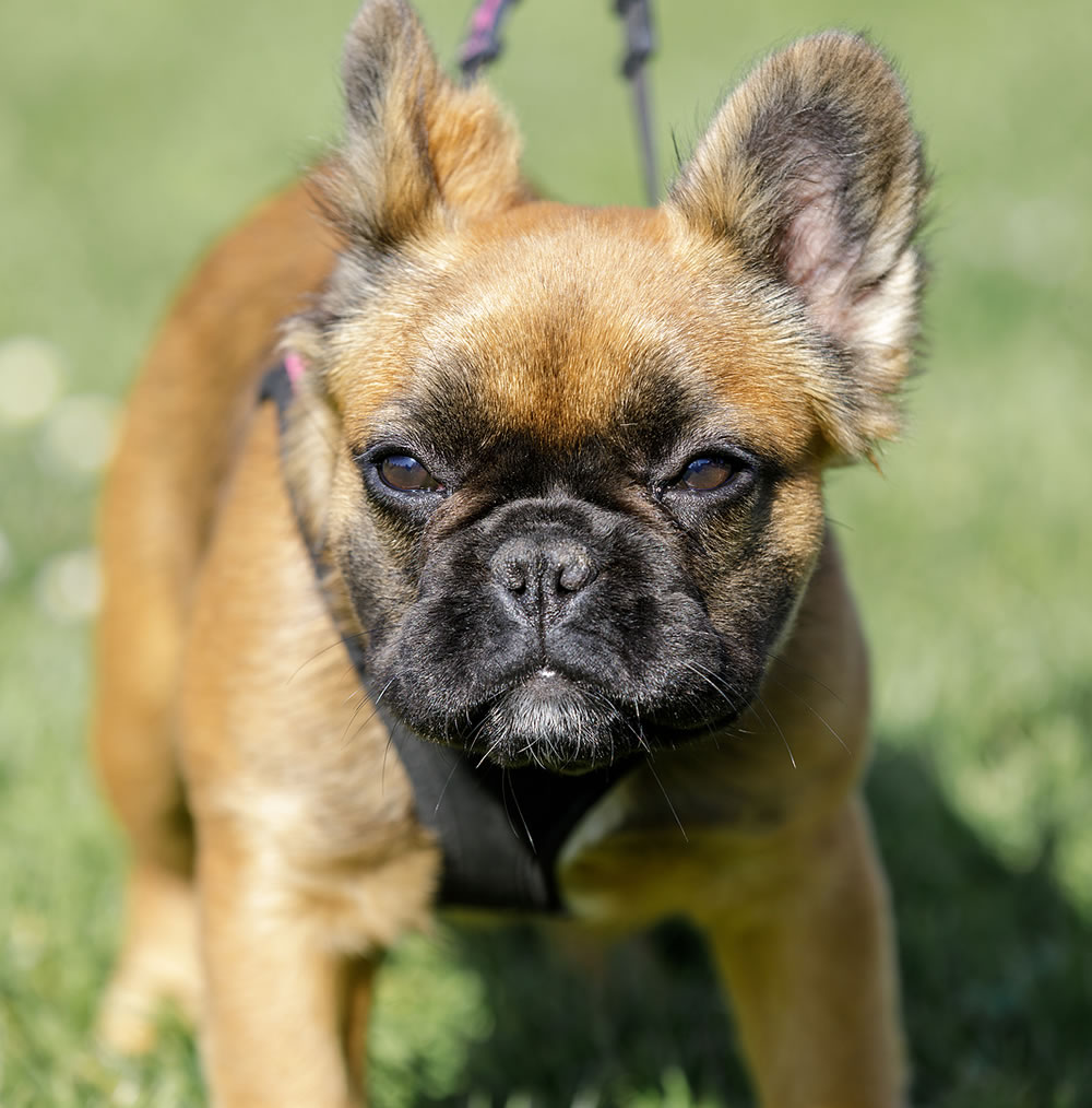 Long-haired French Bulldog Puppy. Park in Northern California.