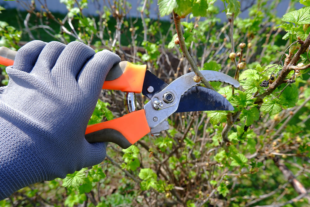 The hand of a female farmer in gray work gloves, working with a pruner