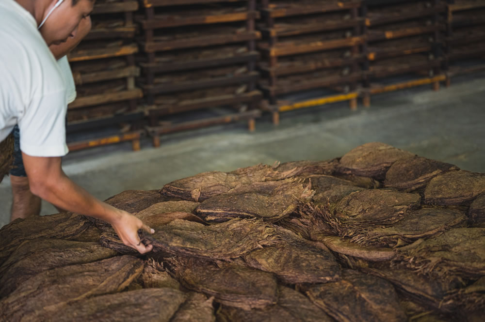 Tobacco Leaves in Warehouses