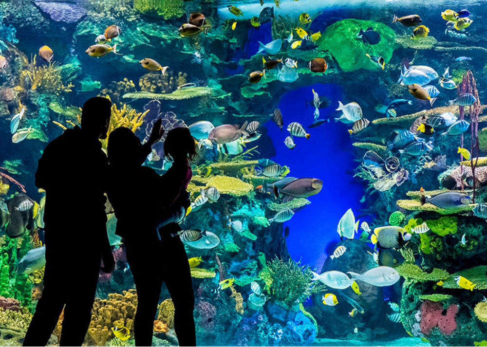 ripleys aquarium of canada