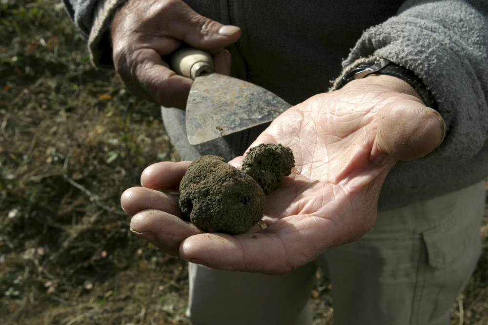 truffle picking