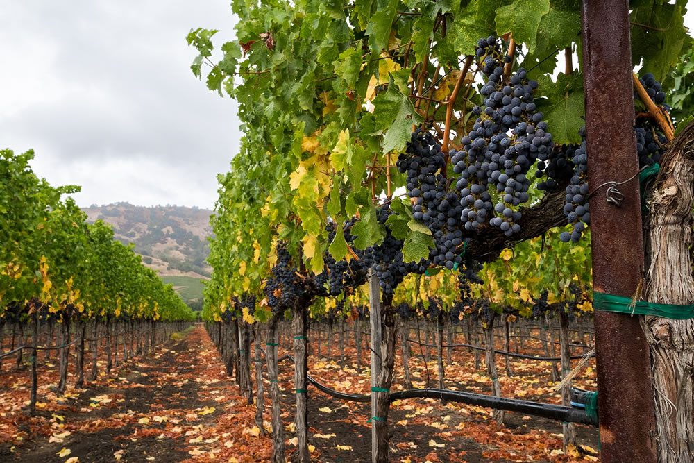 Vineyard row in autumn with ripe, red wine grapes at harvest
