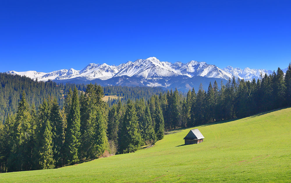 the alps in summer
