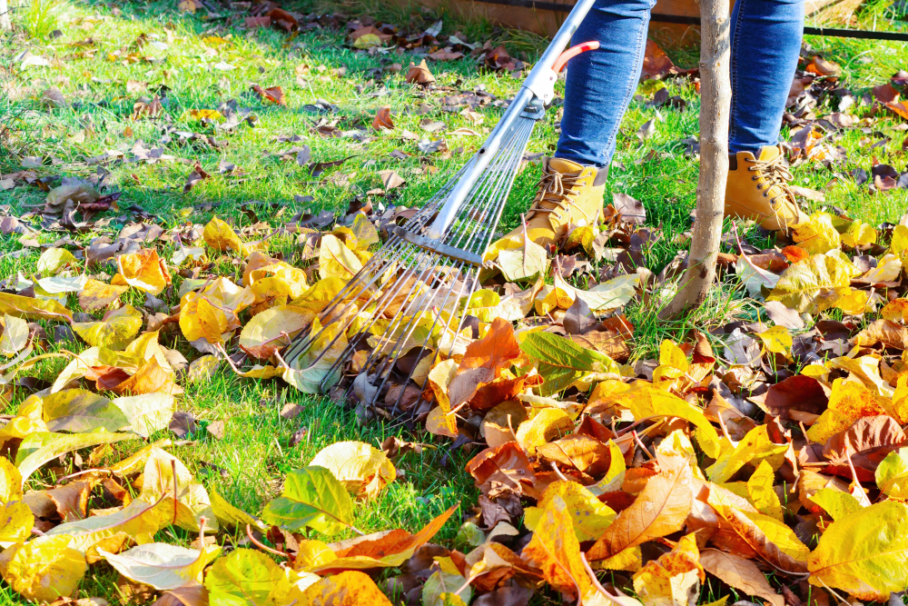 raking the leaves
