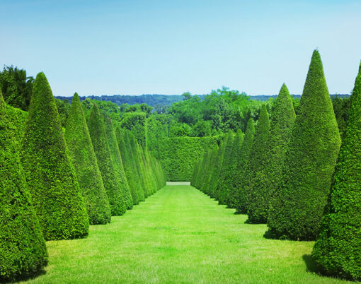 Green conical hedges lines from Versailles Chateau