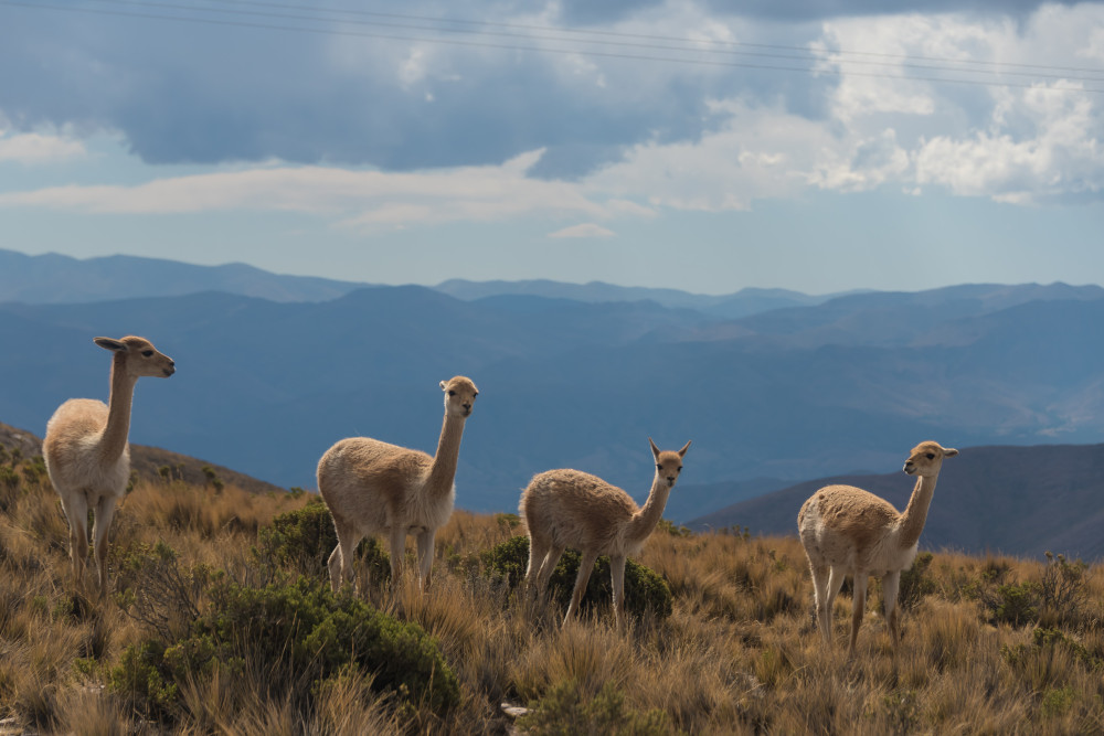 Llamas in Argentina