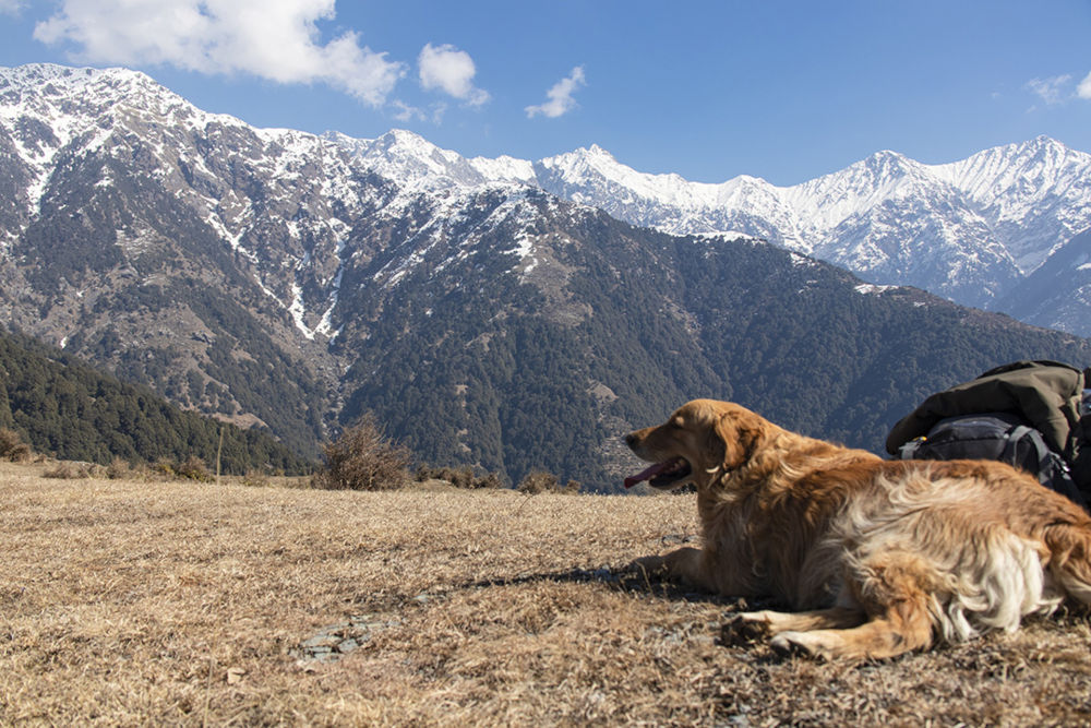 rakkh hiking and dog