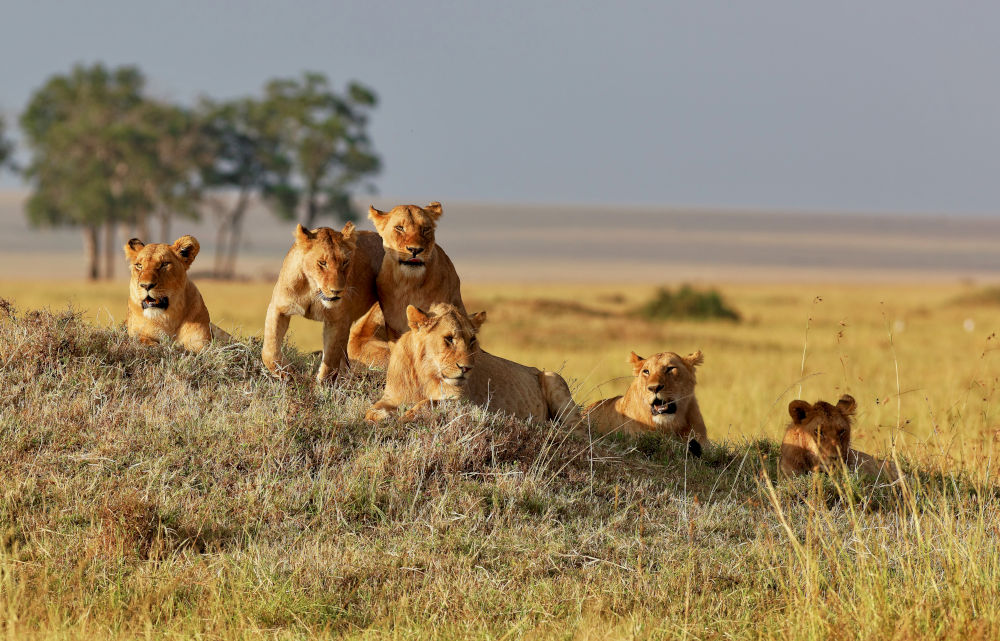 lions solo travel