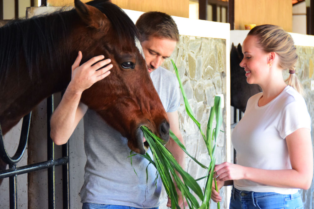 horses therapy fazlani