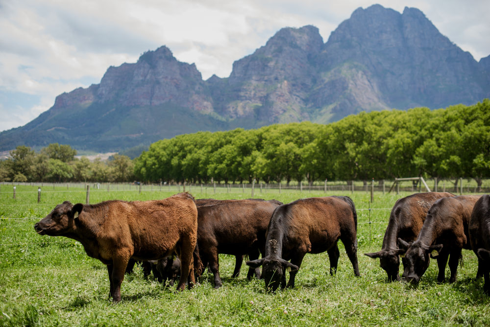 boschendal cattle