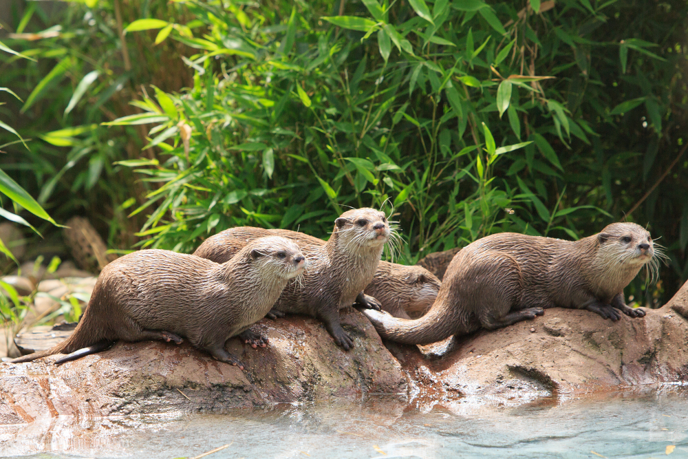 Otters at London Zoo
