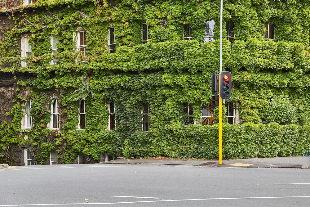 Urban buildings, ivy covered walls, green leaves in Auckland, New Zealand