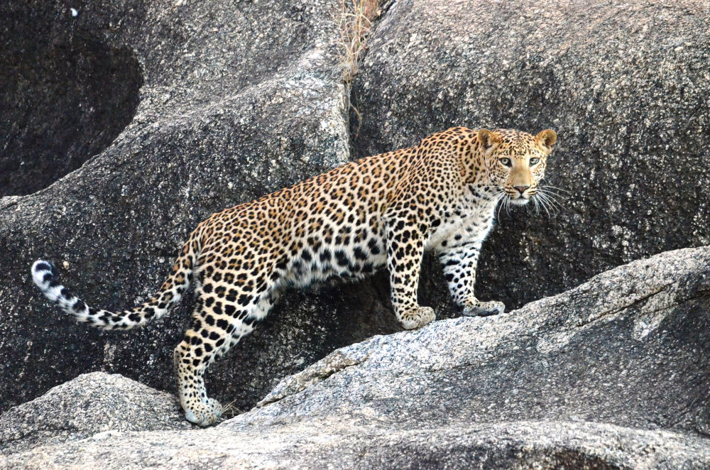 cheetahgarh leopard