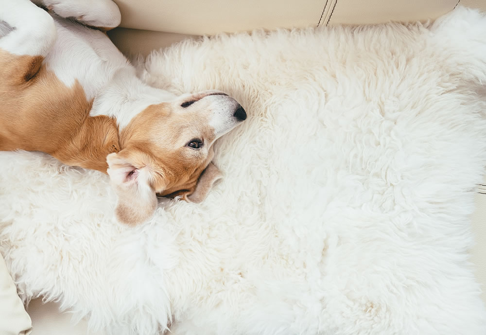 Lazy beagle dog lies on sofa on the natural sheepskin fur