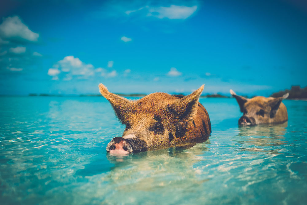 swimming pigs the bahamas
