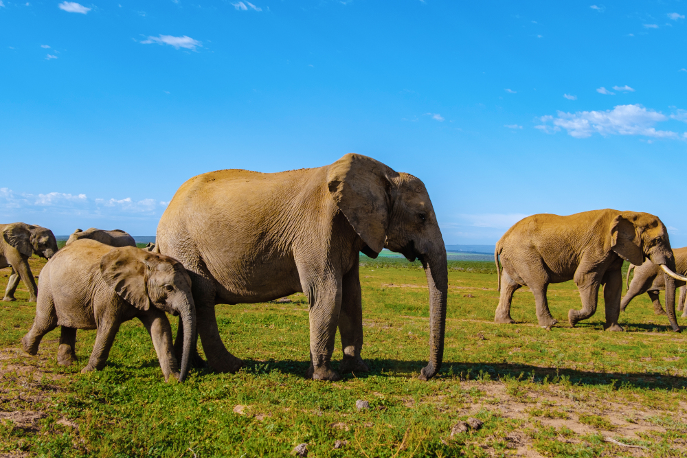 Addo Elephant park South Africa