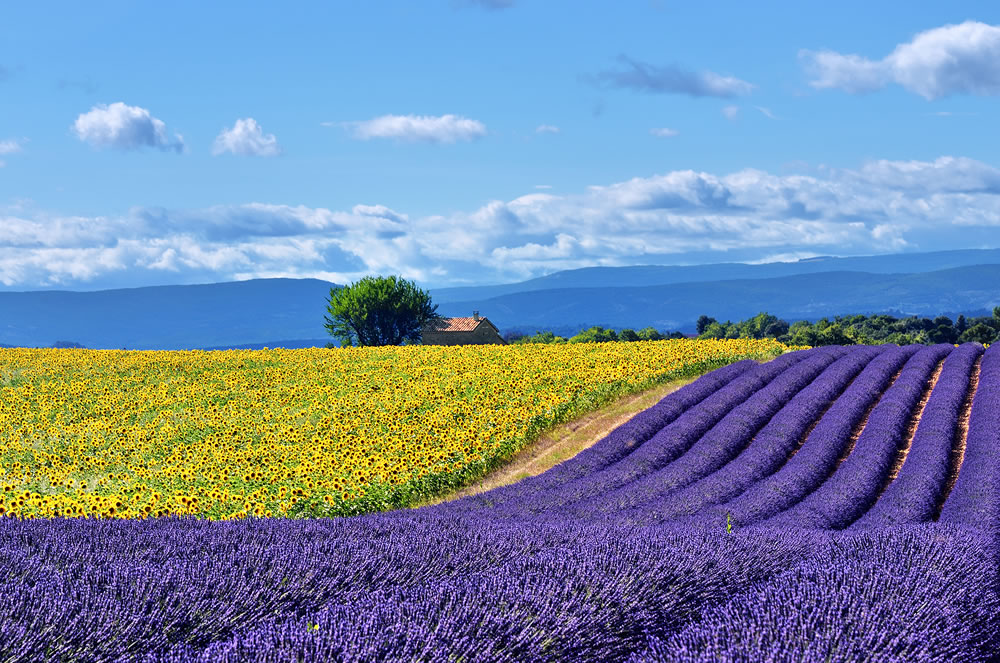 Stunning rural landscape with lavender field sunflower field and old farmhouse on background. Plateau of Valensole Provence France