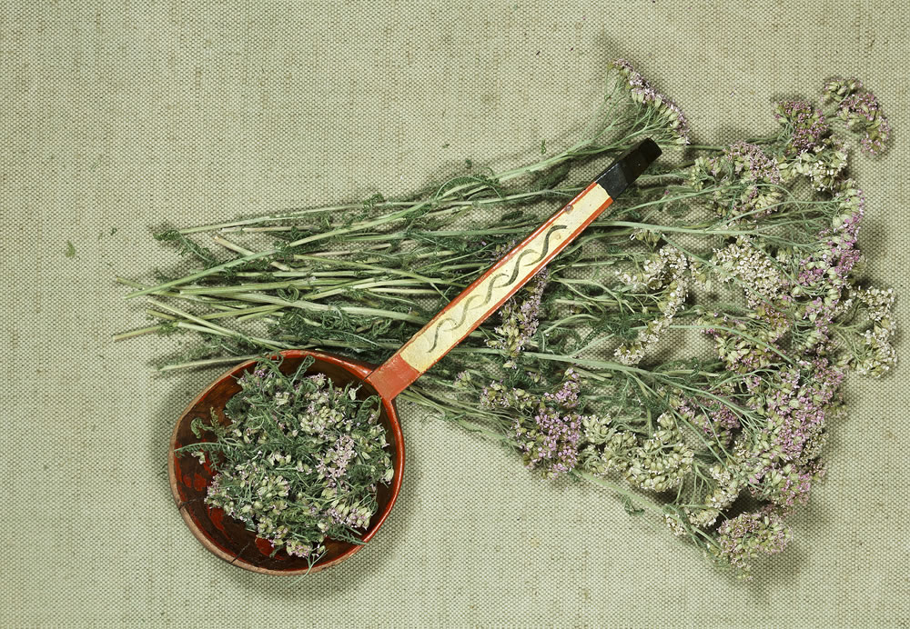 Dry herbs for use in alternative medicine, phytotherapy, spa or herbal cosmetics