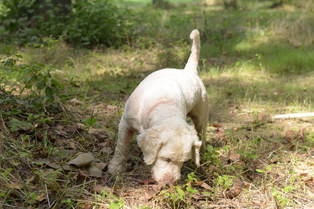 tuscany truffle dog