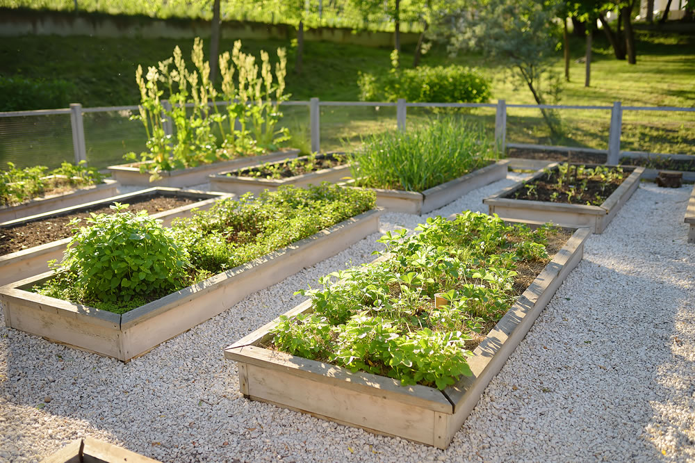 Raised garden beds with plants in vegetable community garden