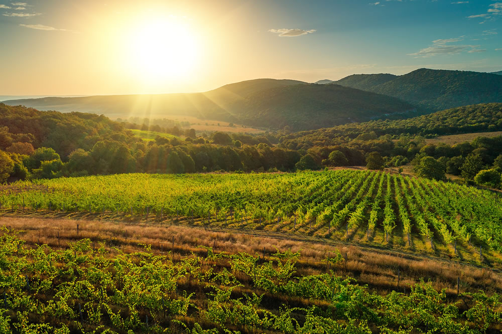 Campos agrícolas de viñedos en el campo, hermoso paisaje aéreo durante el amanecer.