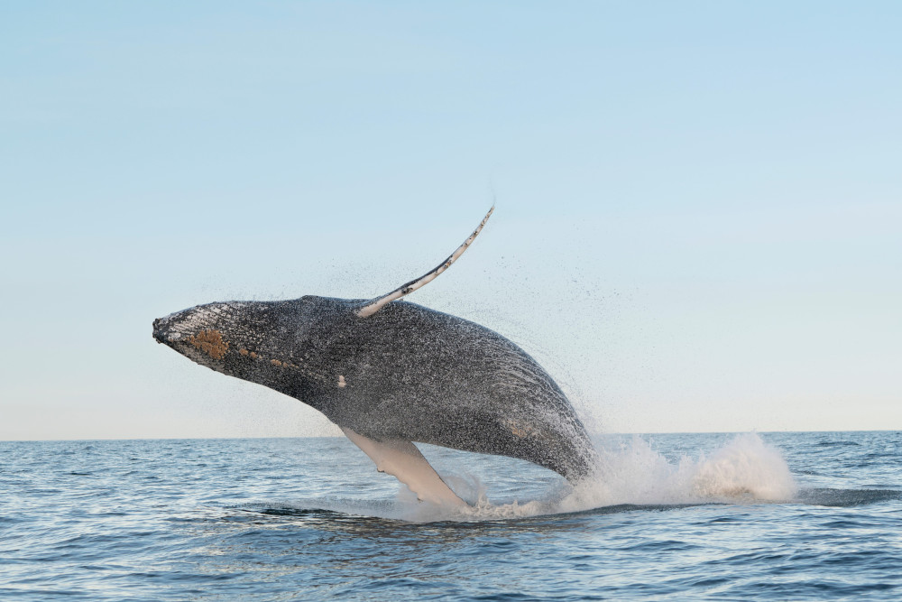 Whale watching with Amaroo Dolphin and Whale Watching Cruises