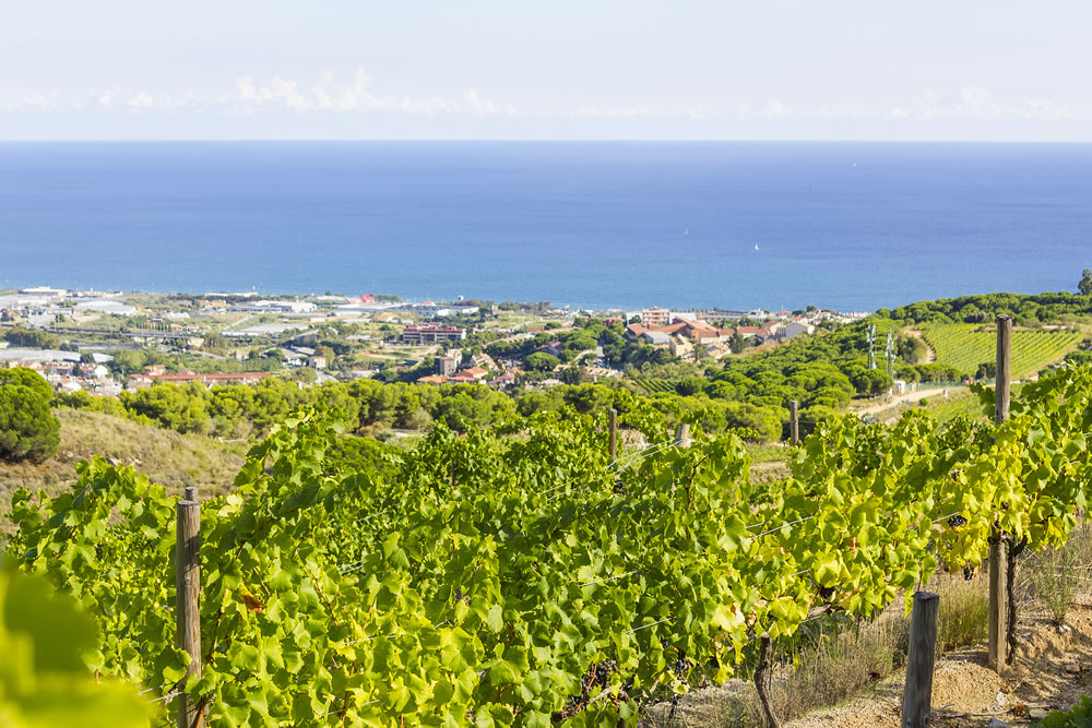 Vineyards of the Alella wine region near the Mediterranean Sea in Catalonia Spain