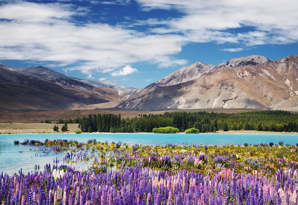 Mountain landscape with flowering lupins, lake Tekapo, New Zealand