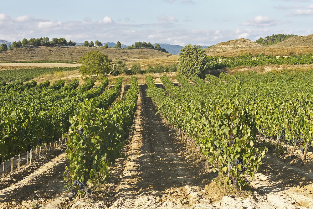 Vineyard in La Rioja the largest wine producing region in Spain