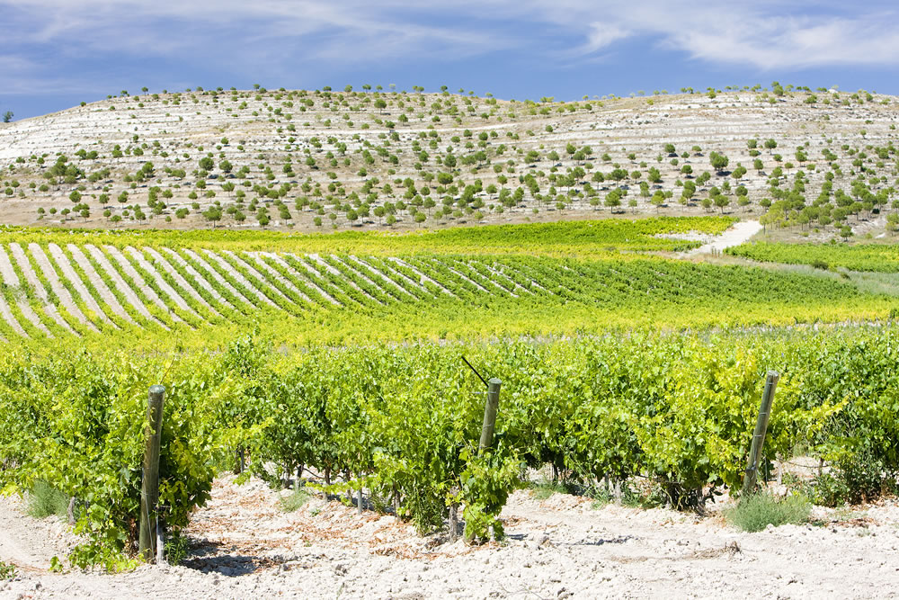 vineyards near Villabanez Valladolid Province Castile and Leon Spain