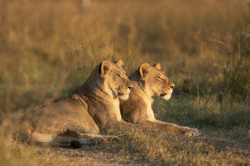 Lions watching the sunset in Khwai Okavango Delta in Botswana