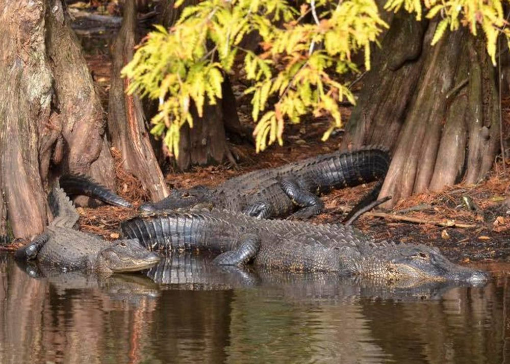 alligators florida