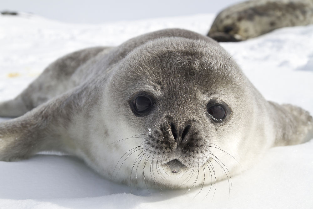 Cachorro de foca de la Antártida