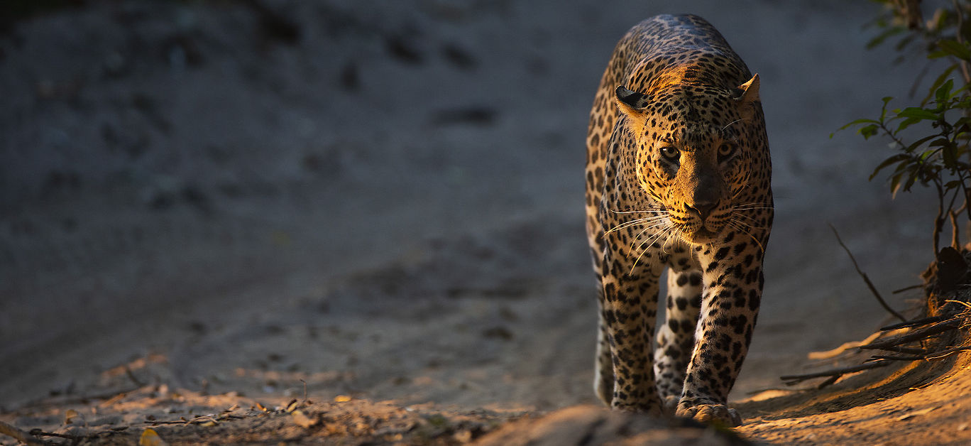 Leopards, Sri Lanka - Yanik Tissera