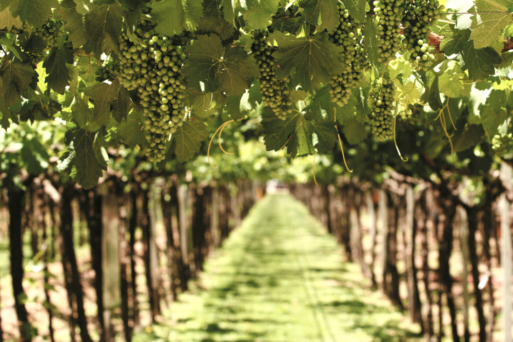 vineyards of Mendoza