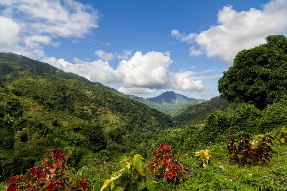 Overlooking a valley in the Blue Mountains of Jamaica