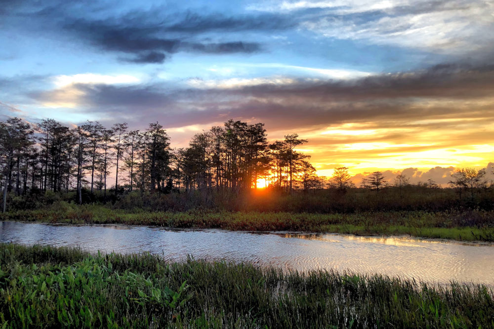 North Carolina swamp reserve