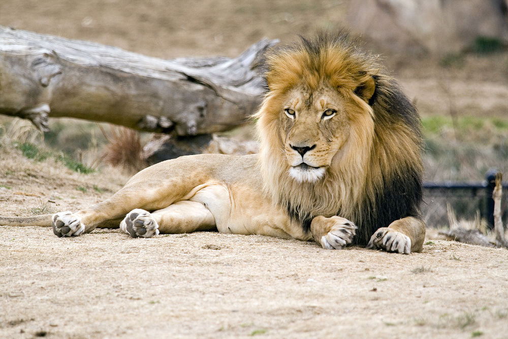 Majestic lion laying in the Denver Zoo