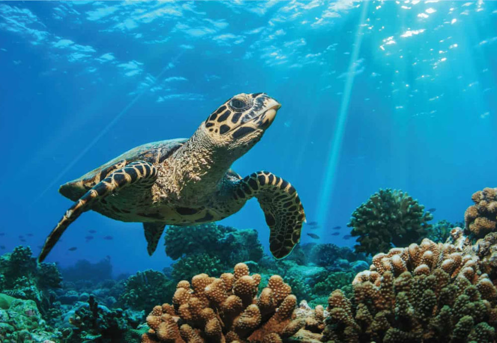 waldorf maldives turtle
