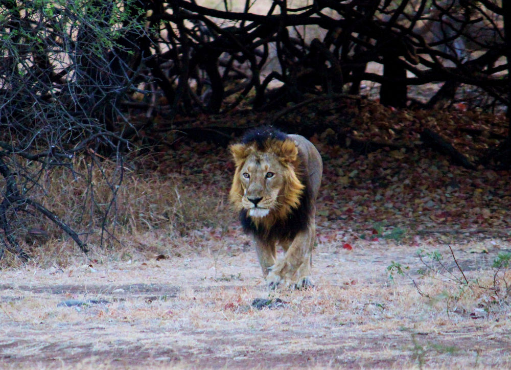 gir national park lion