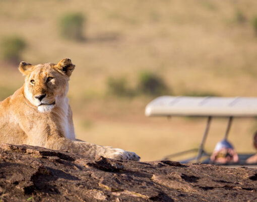 lion on safari