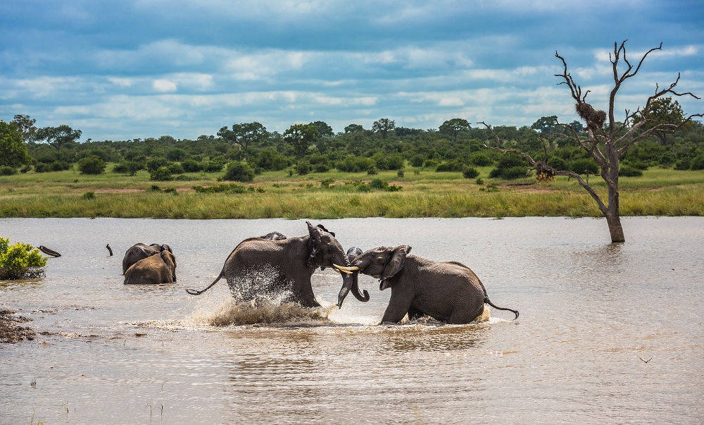 Young elephants playing in water, Kruger National Park, South Africa.