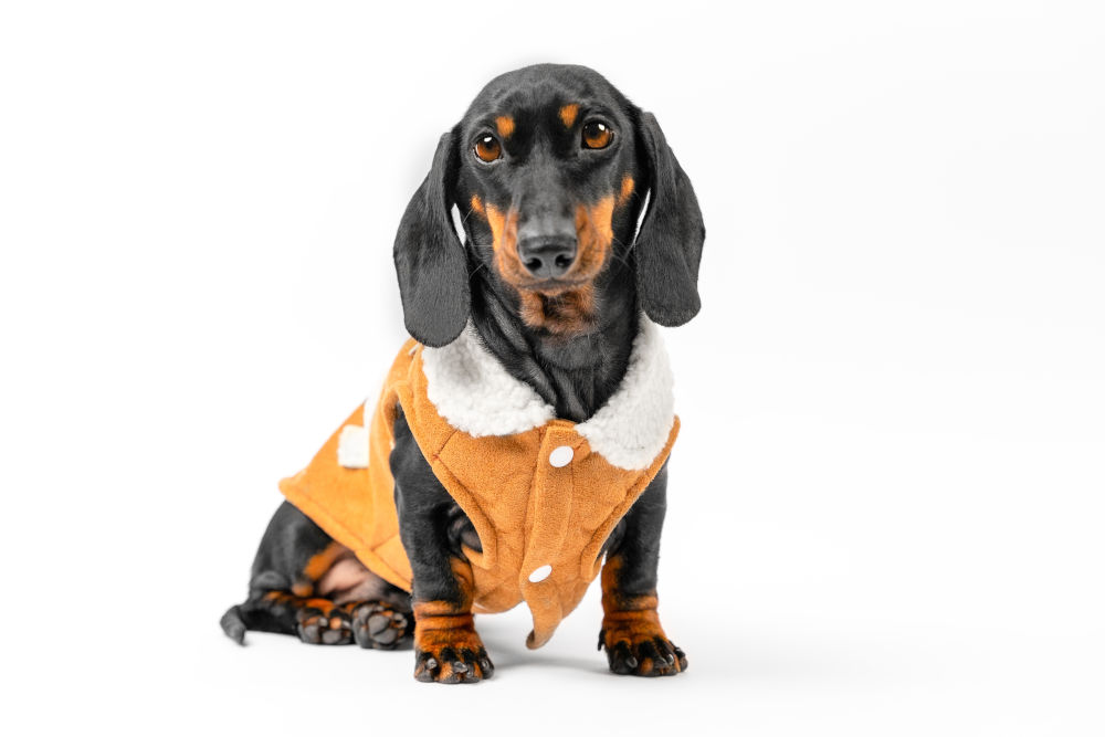 designer clothes for dogs