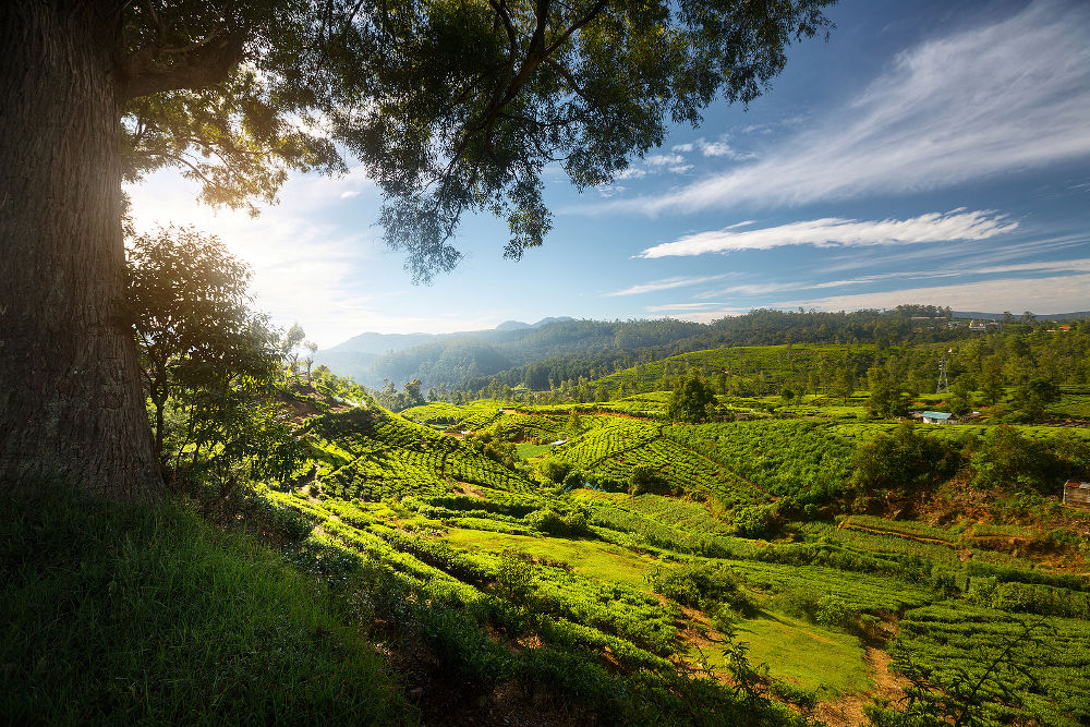 Tea plantation in the valley in the area of town of Nuwara Ellia, Sri Lanka