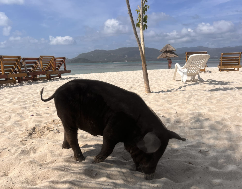 pig island thailand