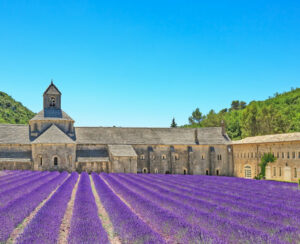 Abbey of Senanque and blooming rows lavender flowers. Gordes Luberon Vaucluse Provence France Europe.